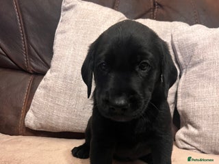 Labrador Retriever dogs - Advert 3