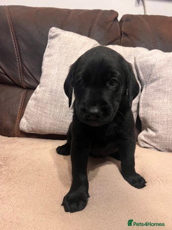 Labrador Retriever dogs - Advert 2