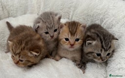 British Shorthair cats for sale: British shorthair kittens  - Image 16