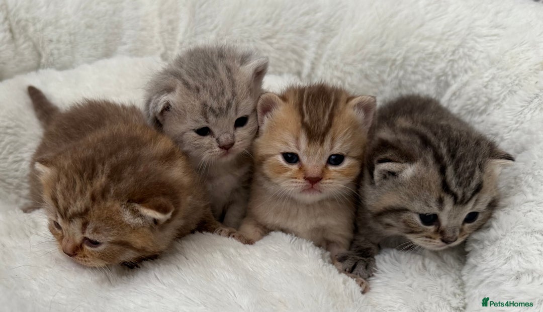 British Shorthair cats for sale: British shorthair kittens  - Image 16
