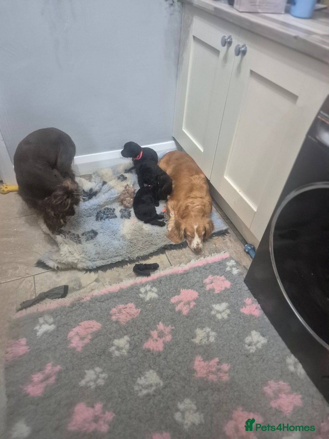 Cocker Spaniel dogs for sale: Working cocker pups - Advert 6