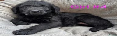 Labradoodle 7