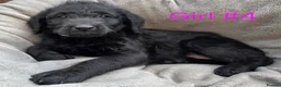 Labradoodle dogs for sale: F1 labradoodles - Advert 10