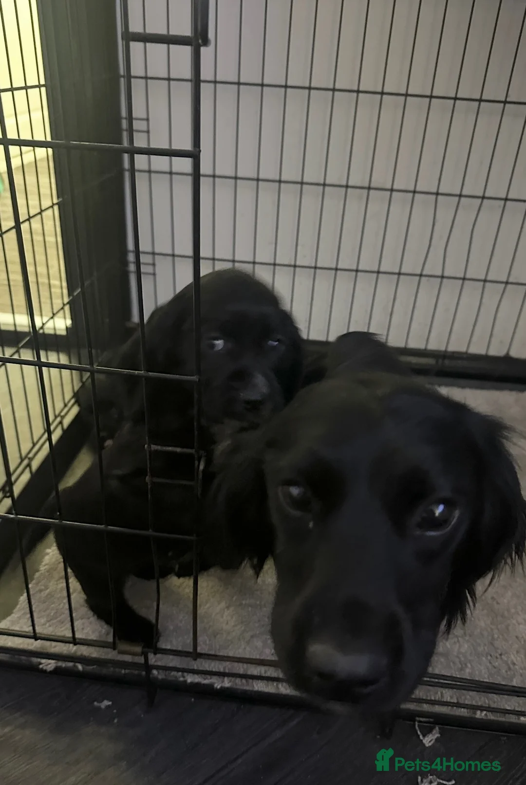 Cocker Spaniel dogs for sale: Stunning spaniel girls looking for forever homes - Advert 14