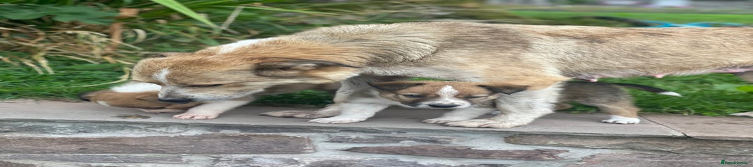 Border Collie Puppy 1