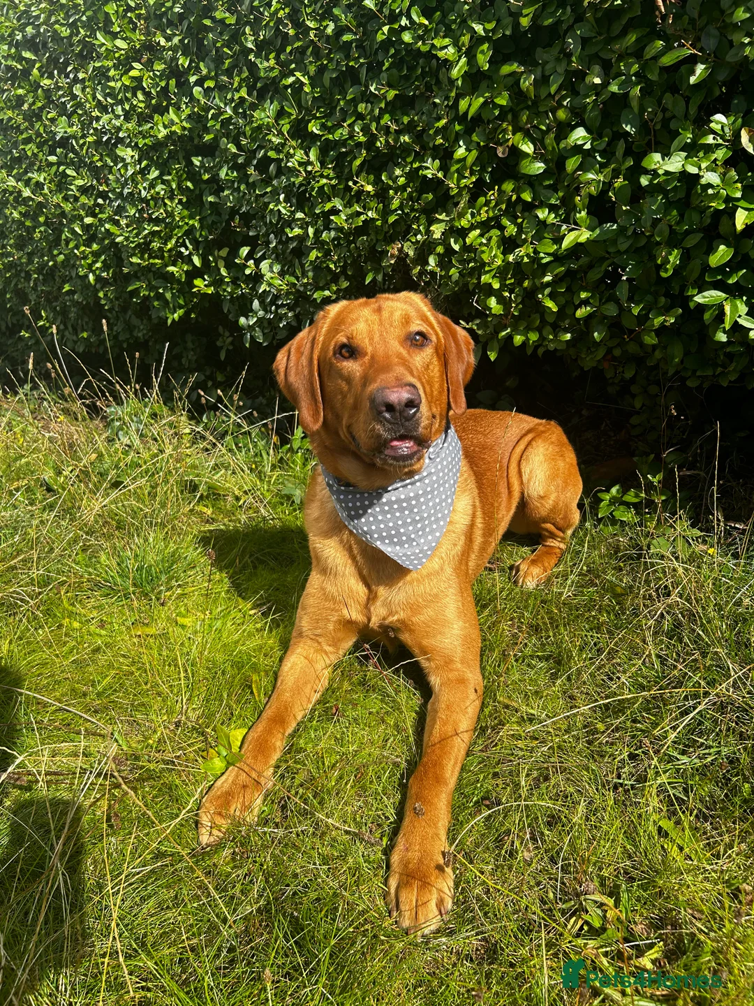Labrador Retriever dogs for stud: Pedigree Health tested Fox Red Labrador for stud  in Wolverhampton - Advert 4