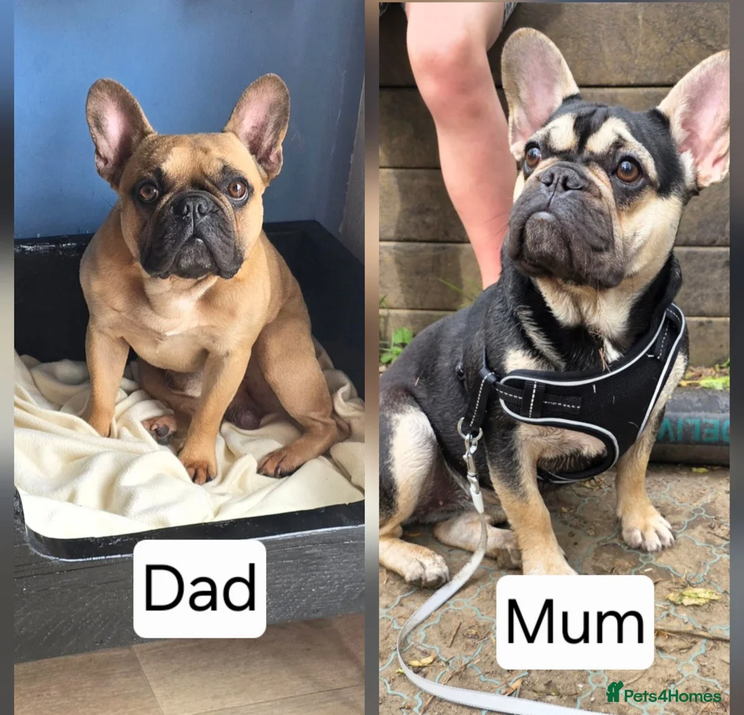 French Bulldog dogs for sale: French bulldog puppies. - Advert 1