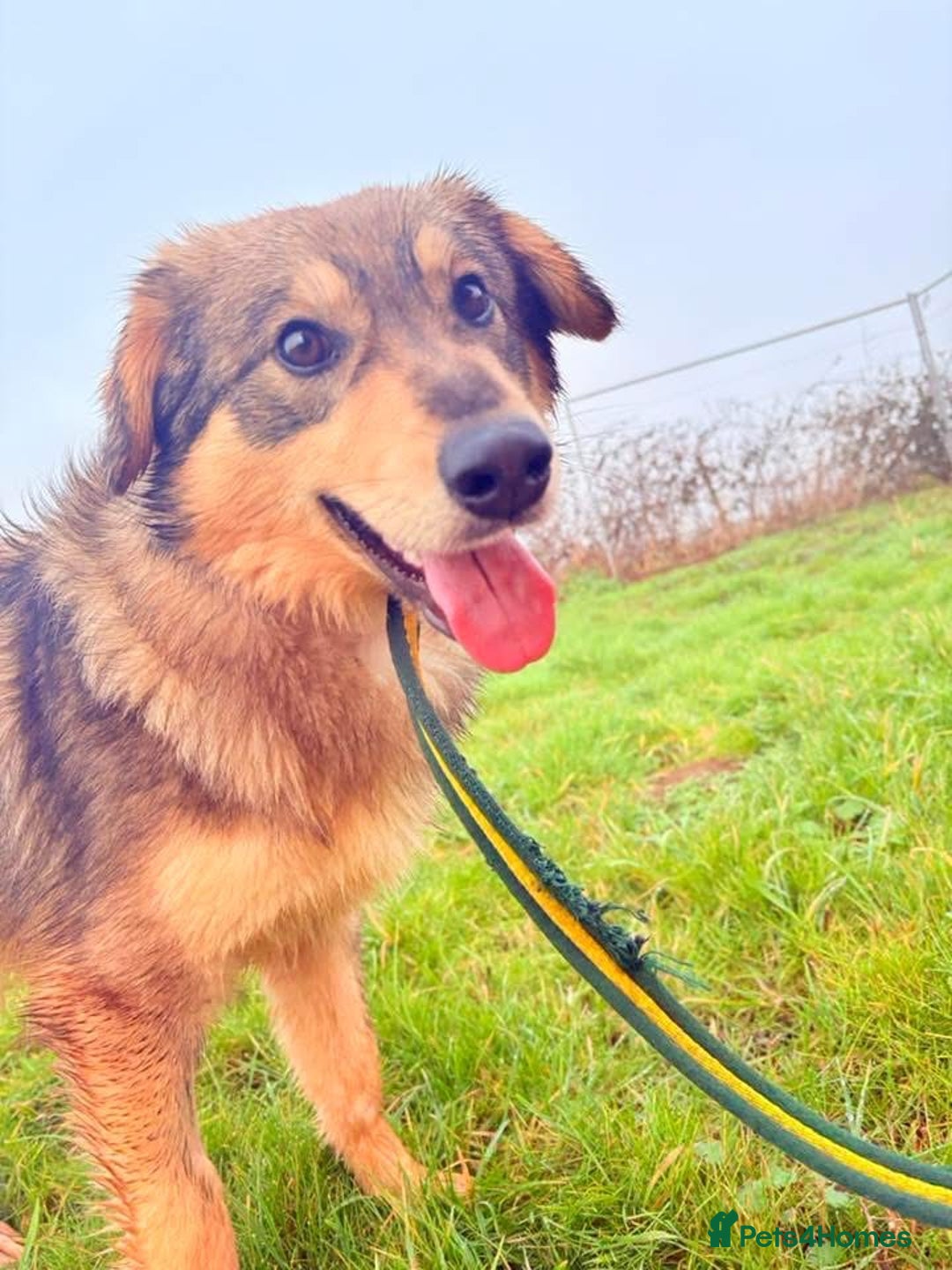 Mixed Breed dogs for adoption: Dave - Norwich Norfolk  - Advert 9