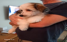 Chinese Crested dogs for sale: 3 Chinese Crested boys - Image 10