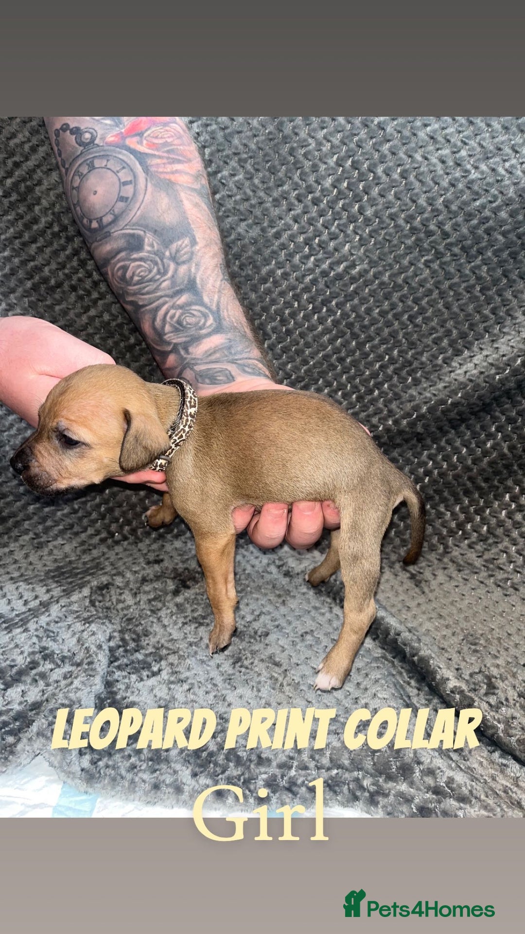 Mixed Breed dogs for sale: 11 Lurcher x Staffy pups for Sale! - Advert 7