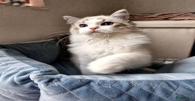 Ragdoll cats TICA seal lynx bicolour ragdoll kitten  - Advert 5