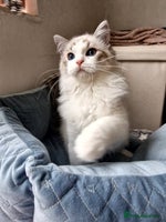 Ragdoll cats TICA seal lynx bicolour ragdoll kitten - Advert 5