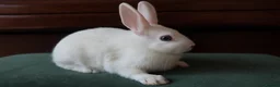 Mixed Breed rabbits for sale: Dwarf Mix Mini Rex Rabbits - Advert 2