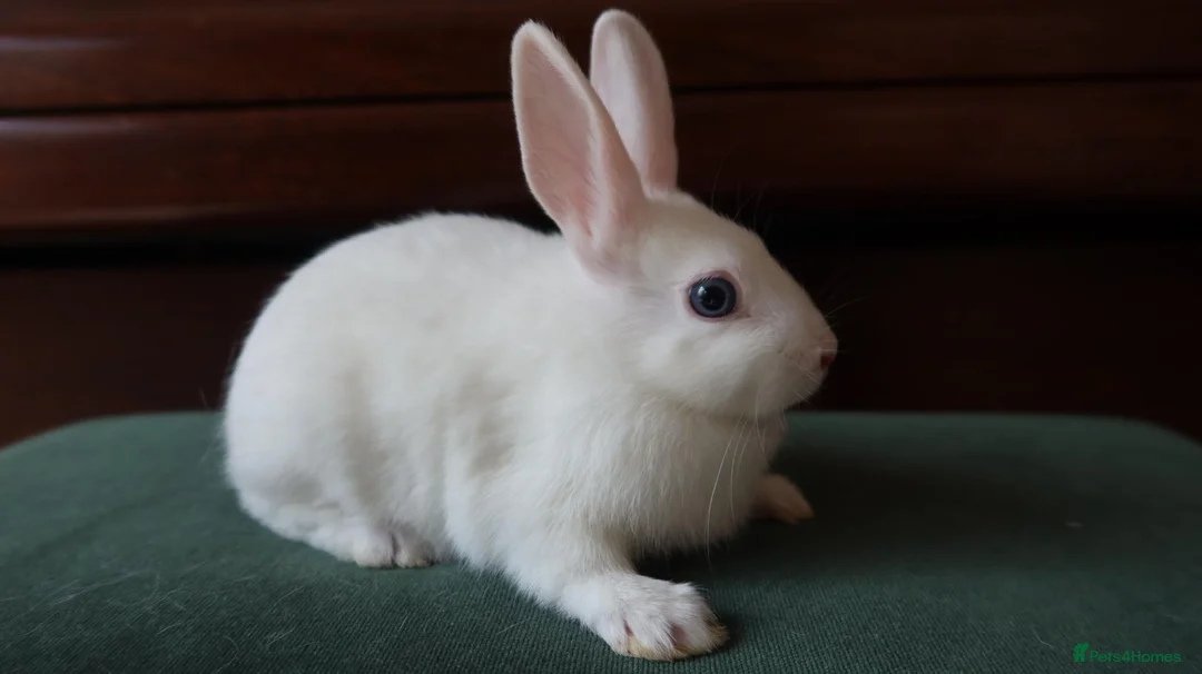 Mixed Breed rabbits for sale: Dwarf Mix Mini Rex Rabbits - Advert 2
