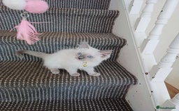 Ragdoll cats for sale: 3 male and 1 female Ragdoll cats for sale - Image 1