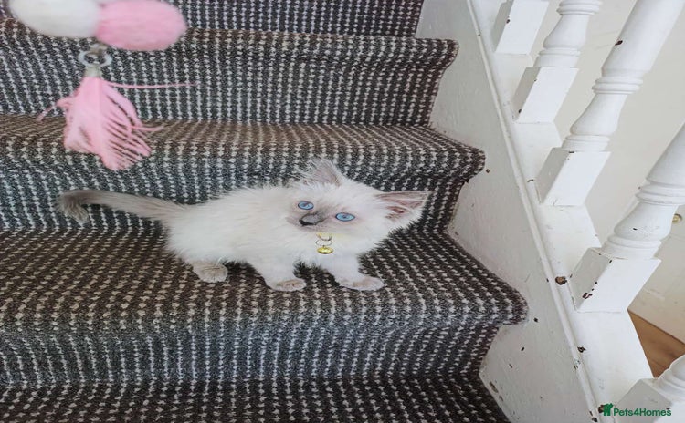 Ragdoll cats - Advert 1