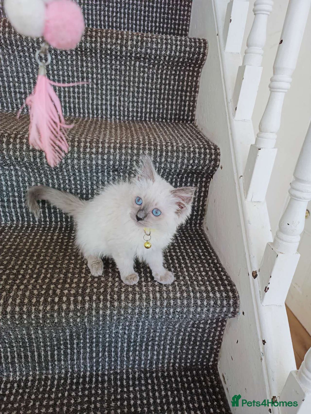 Ragdoll cats for sale: 3 male and 1 female Ragdoll cats for sale - Image 1