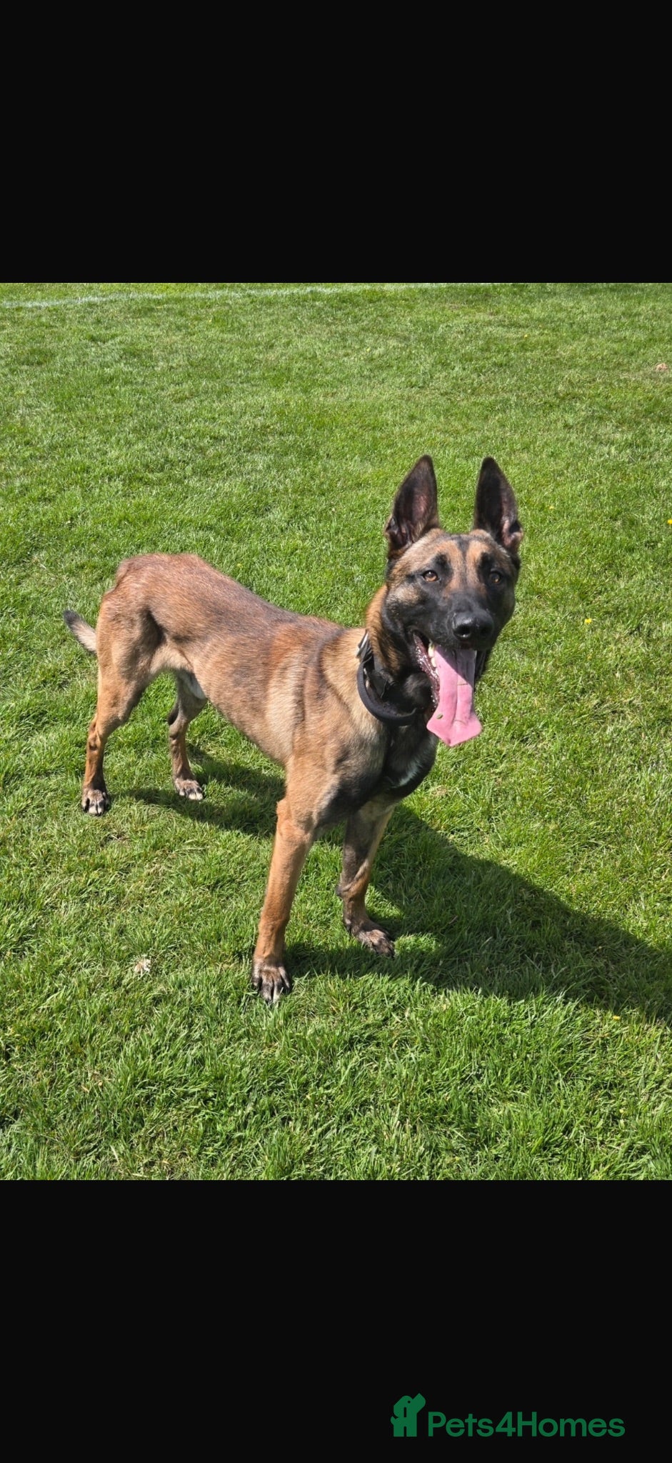 Belgian Shepherd Dog dogs Kc registered Belgian Malinois for stud  - Advert 1