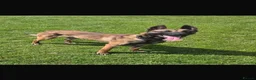 Belgian Shepherd Dog dogs for stud: Kc registered Belgian Malinois for stud  - Advert 1