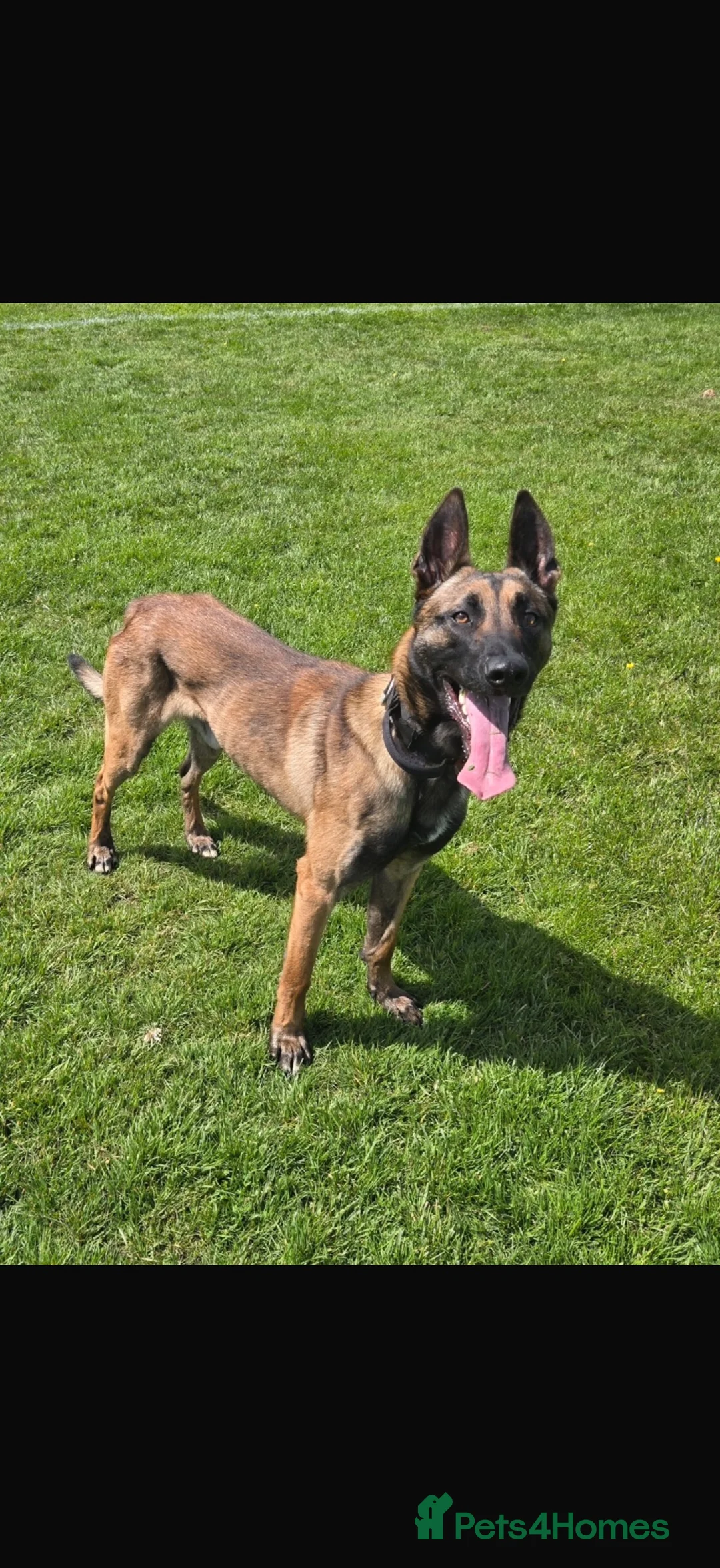 Belgian Shepherd Dog dogs for stud: Kc registered Belgian Malinois for stud  - Advert 1