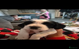 Cocker Spaniel dogs for sale: Beautiful chunky male cockers - Image 1