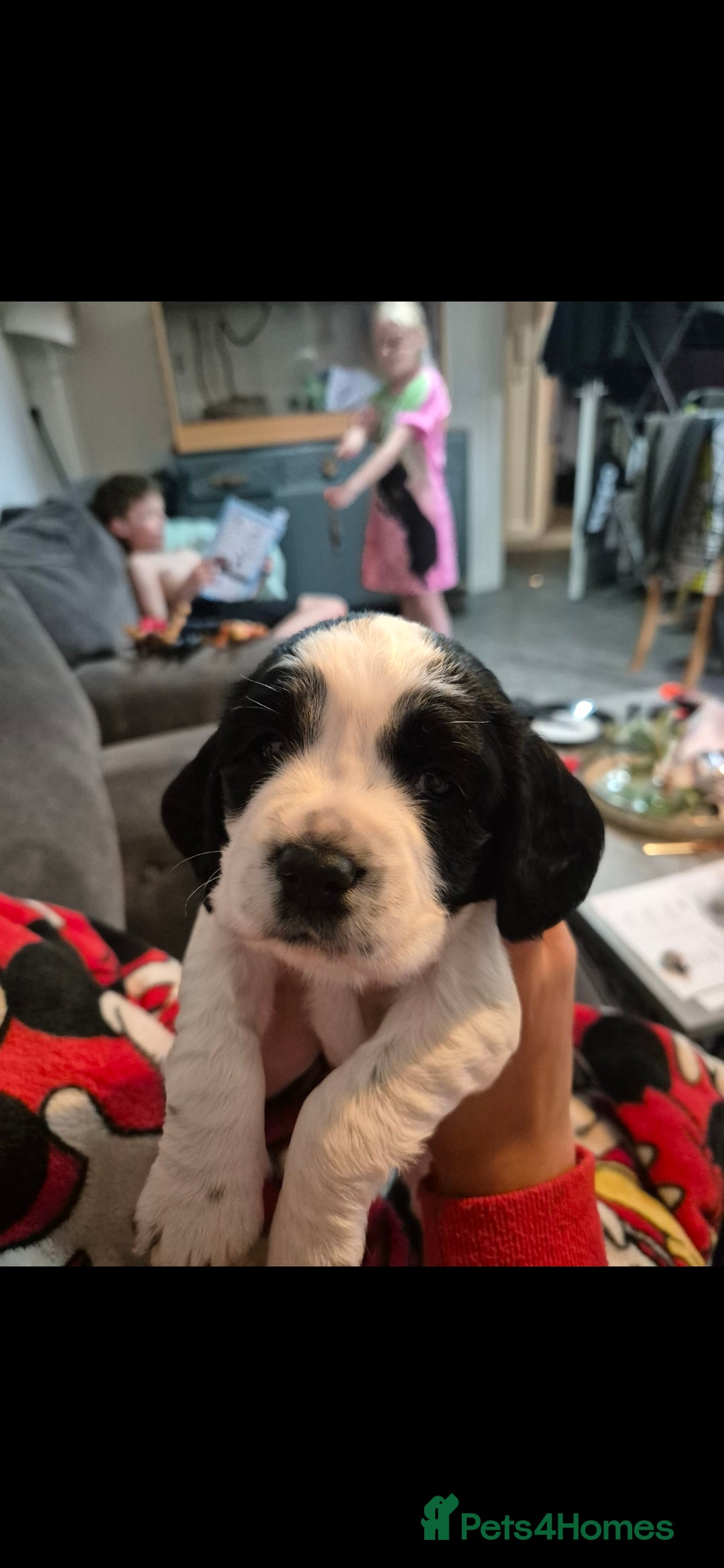 Cocker Spaniel dogs for sale: Beautiful chunky male cockers - Image 1