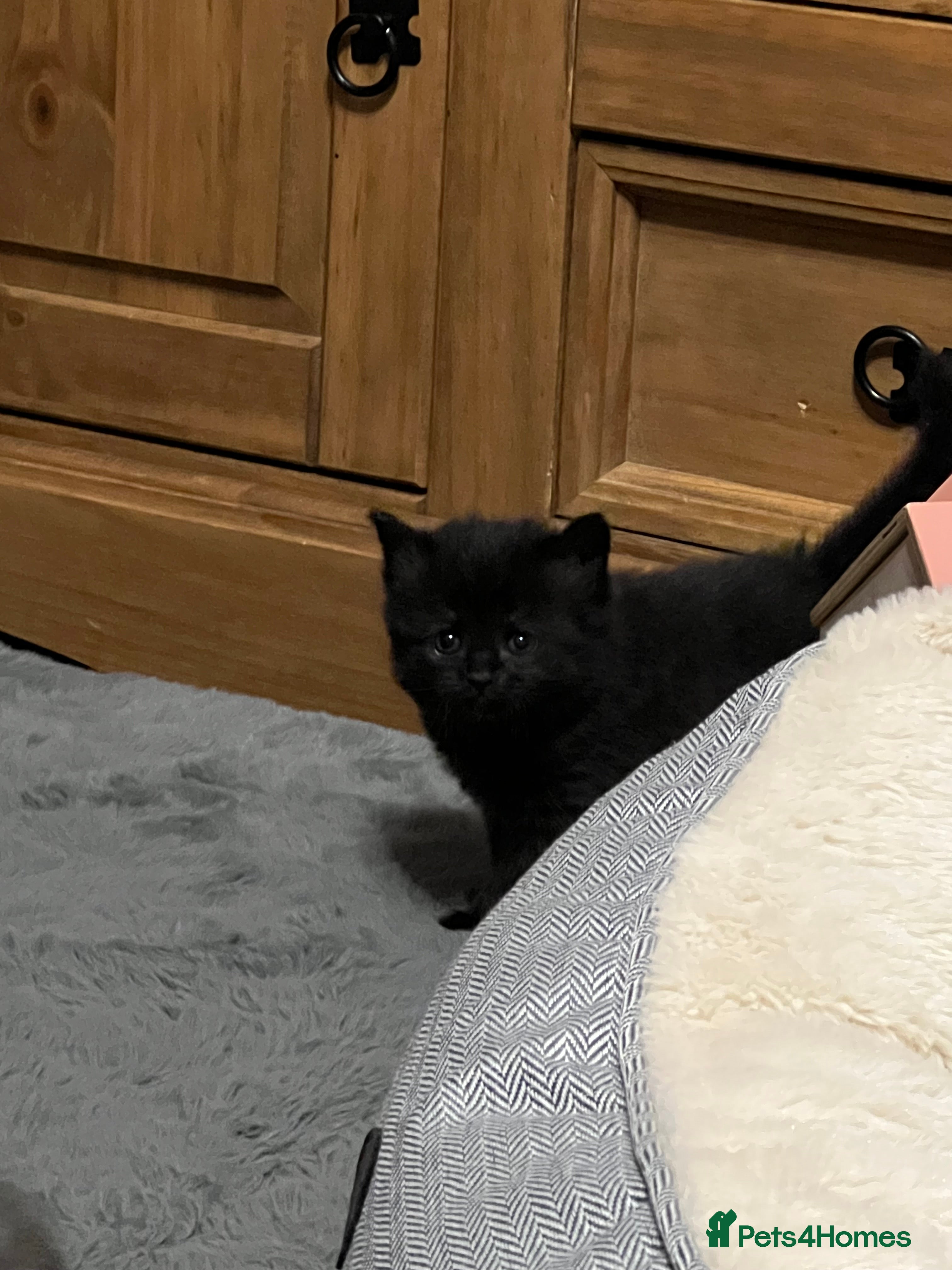 Mixed Breed cats Beautiful kittens - Advert 12