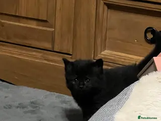 Mixed Breed cats Beautiful kittens - Advert 12