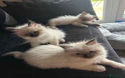 Ragdoll cats for sale: 💞 RAGDOLL Kittens Ready 13th August GrCh Blood - Image 3