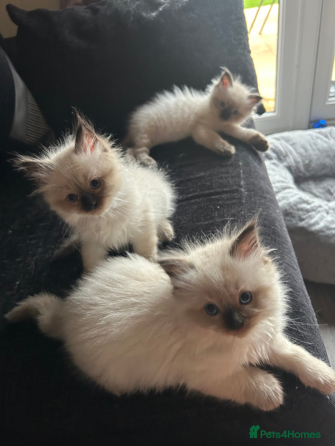 Ragdoll cats for sale: 💞 RAGDOLL Kittens Ready 13th August GrCh Blood - Image 3