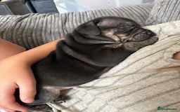 Staffordshire Bull Terrier dogs for sale: Last two males - Image 4