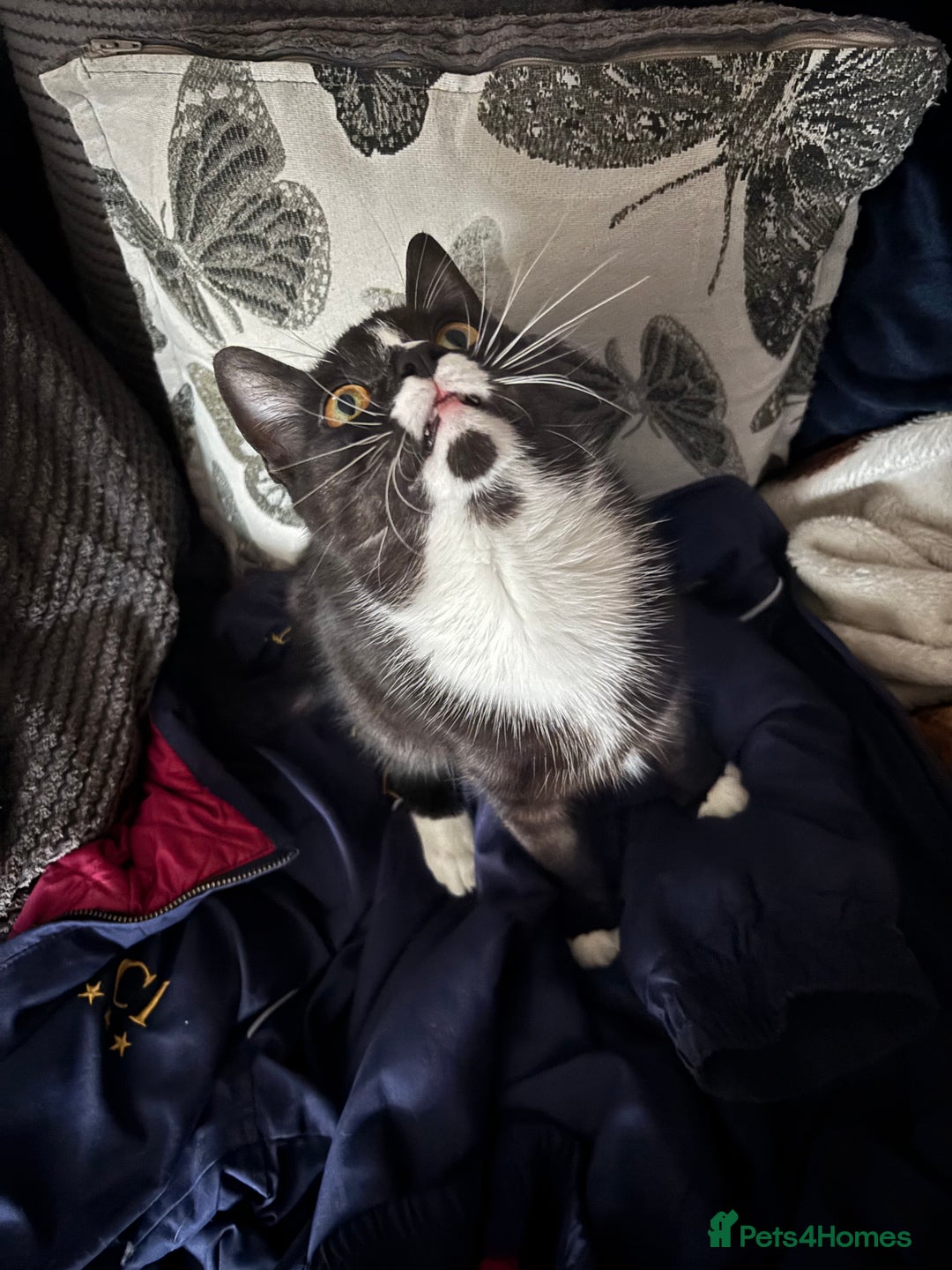 Domestic Shorthair cats for sale: Kitten for sale  - Image 2