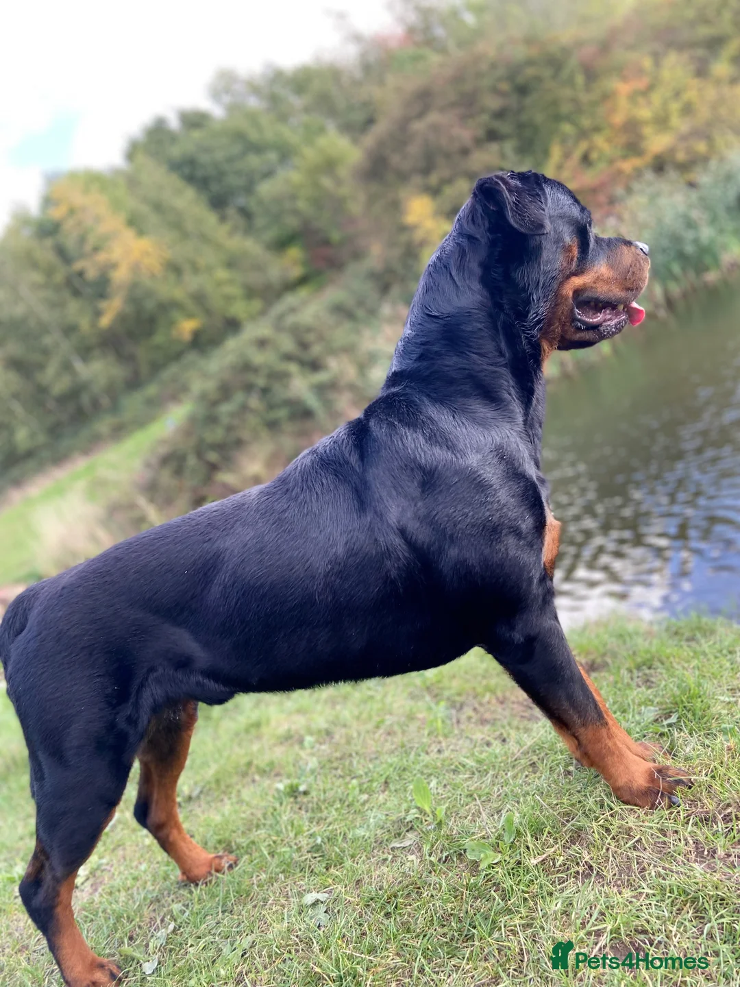 Rottweiler dogs for sale: Rottweiler pups ready to reserve.  - Advert 31