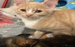 Domestic Shorthair cats for sale: Five kittens for sale  - Image 3