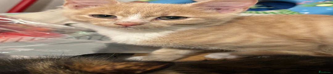 Domestic Shorthair Kitten 1