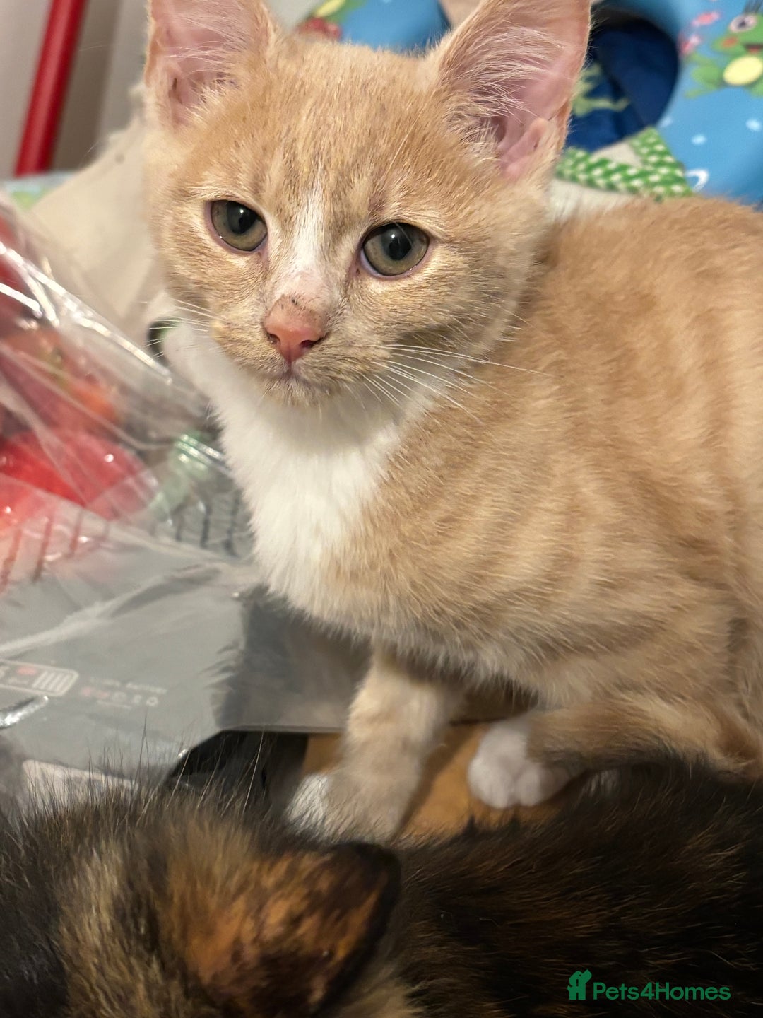 Domestic Shorthair cats for sale: Five kittens for sale  - Image 3