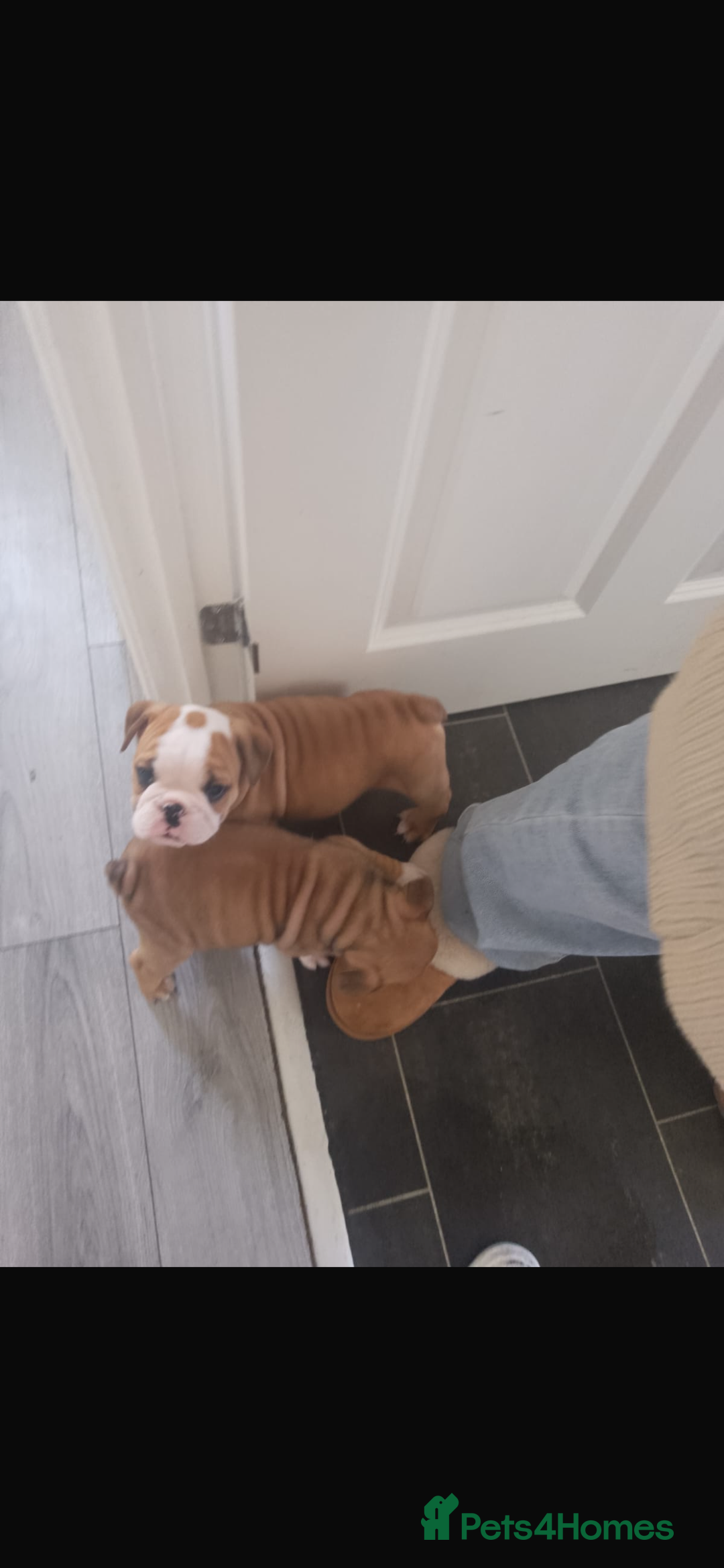 English Bulldog dogs for sale: English bulldogs  - Image 1