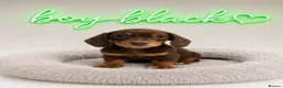 Miniature Dachshund dogs for sale: 🐶🐶🐶❤️❤️❤️❤️miniature Daschund puppies for sale  - Advert 4