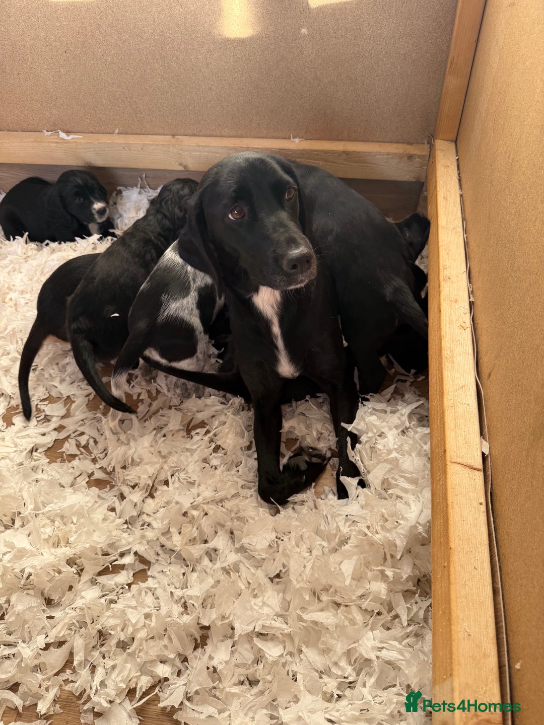Cockerdor dogs for sale: Cockerdor puppies ready 10th October.  - Image 21