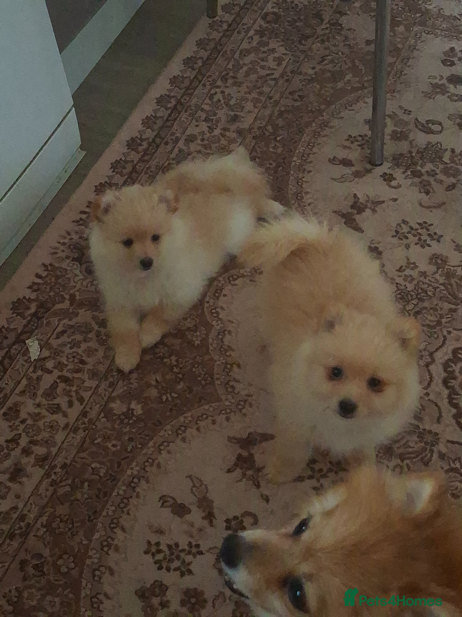 Pomeranian dogs 2 pomeranian puppies - Advert 5