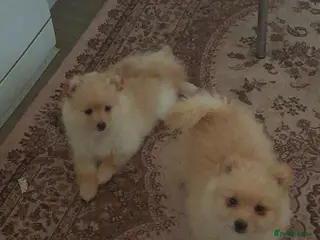 Pomeranian dogs 2 pomeranian puppies - Advert 5