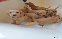 Labradoodle dogs for sale: ONLY 4 GIRLS LEFT F1 miniature labradoodles - Image 28