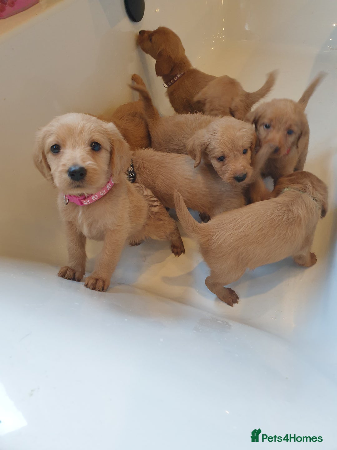 Labradoodle dogs for sale: ONLY 4 GIRLS LEFT F1 miniature labradoodles - Image 28