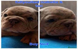 English Bulldog dogs for sale: Dwkc englìsh bulldog puppies  - Image 18