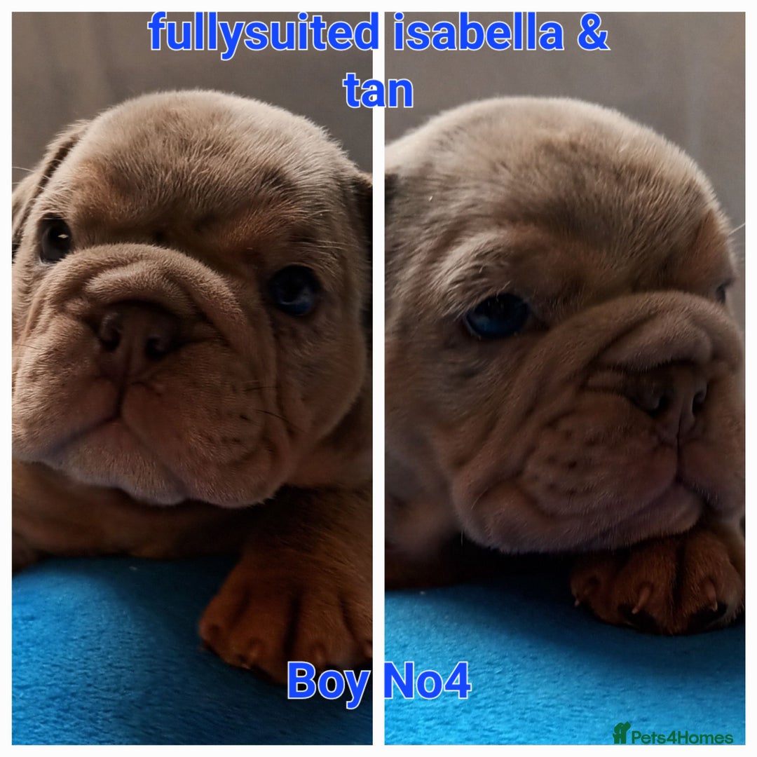 English Bulldog dogs for sale: Dwkc englìsh bulldog puppies  - Image 18