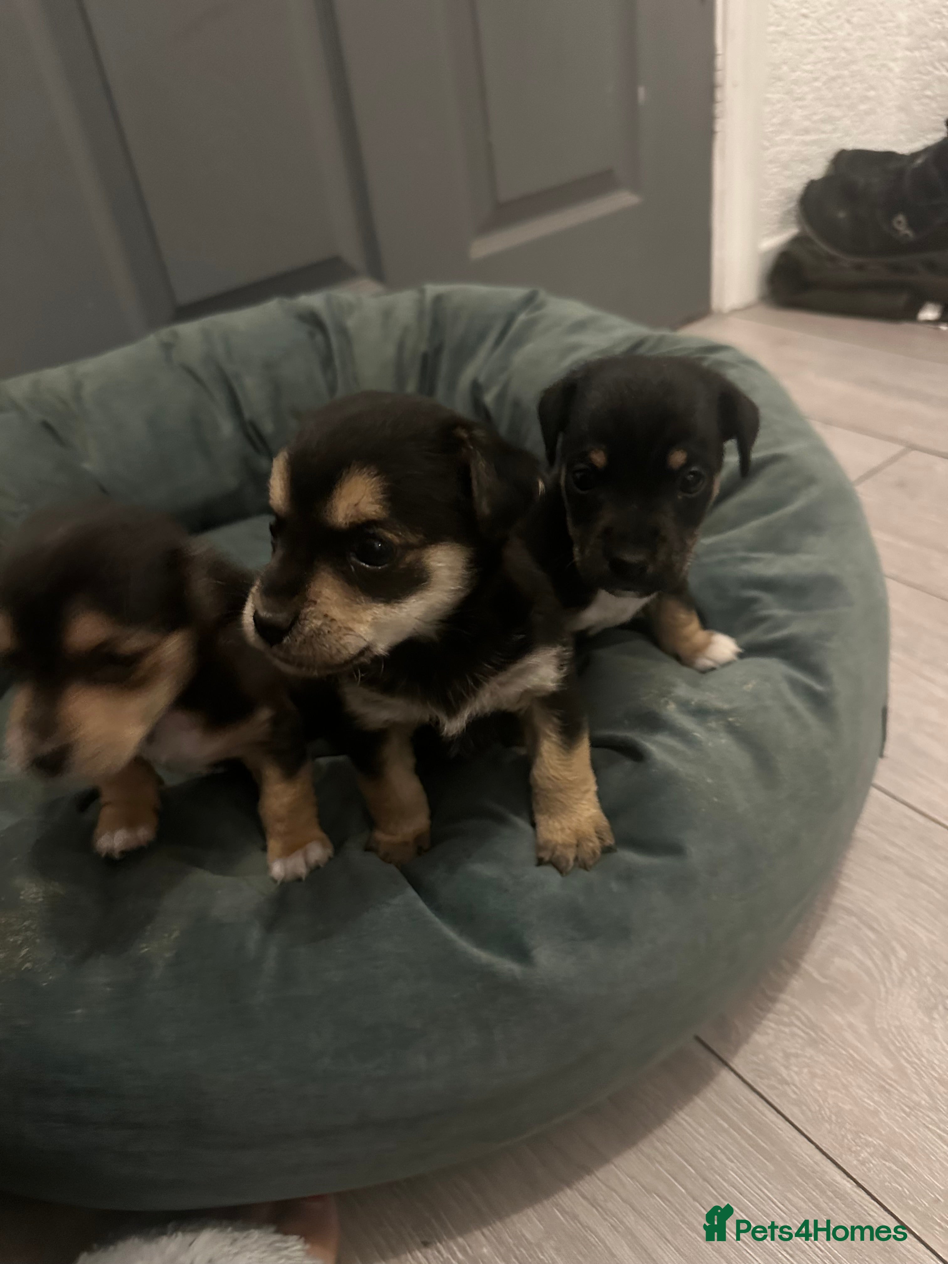 Border Terrier dogs Border terrier X jack puppies  - Advert 6