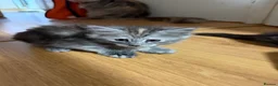 Maine Coon cats for sale: Main coon kittens  - Advert 17