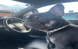 French Bulldog dogs for sale: A special pup - Image 6