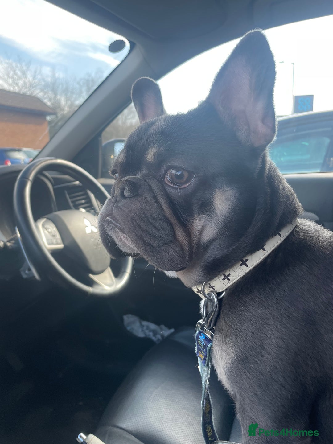 French Bulldog dogs for sale: A special pup - Image 6