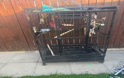 Mixed Breed birds for sale: Bird cage  - Image 1